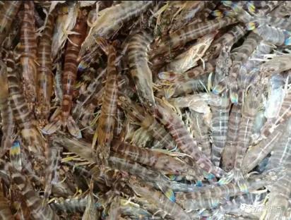 花蝦、斑節蝦價格上漲高達20元/斤，創今年新高！白蝦存塘收尾，價格暖心！